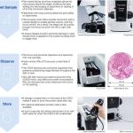 Optical System Olympus Biological Binocular Microscope Price Cx23